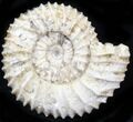 Pavlovia Ammonite Fossil - Siberia #29764-1